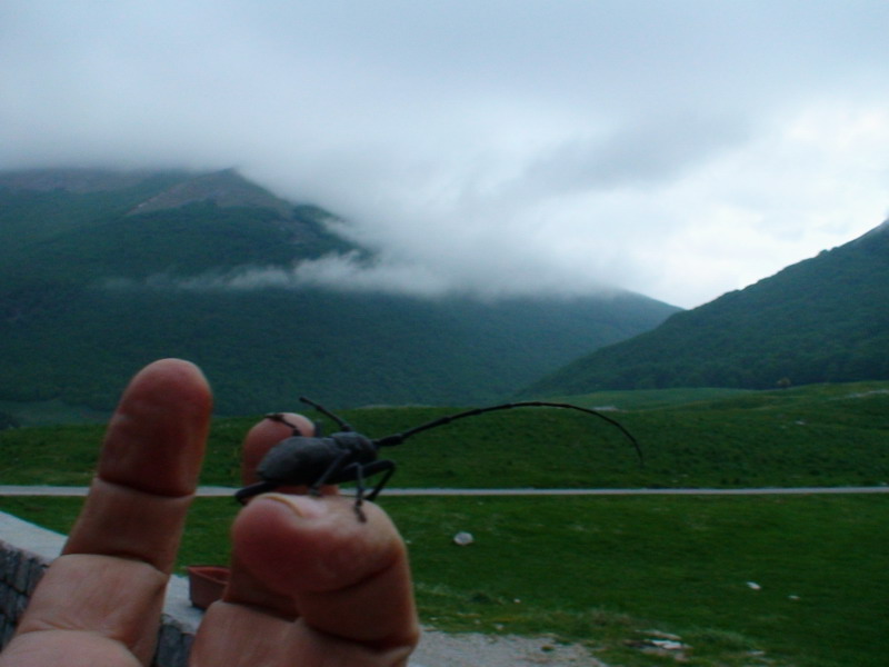 Morimus asper dal Pollino (Col., Cerambycidae)